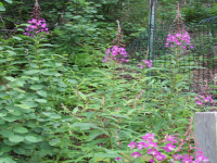 100_1673.jpg